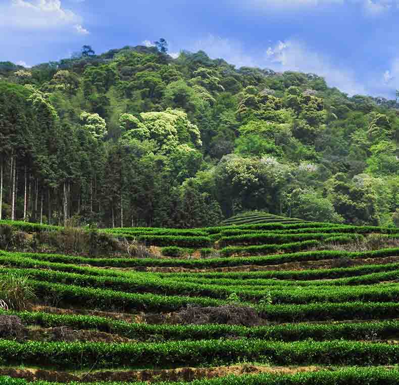 How to distinguish the quality of Tieguanyin?-