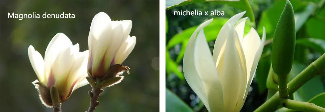 Surprisingly! Orchid michelia x alba（white orchid） is passed off as Jasmine Tea?-