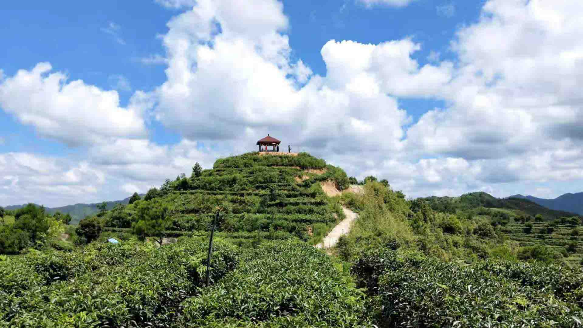 Visit to Traditional Zhenghe White Tea plantations-