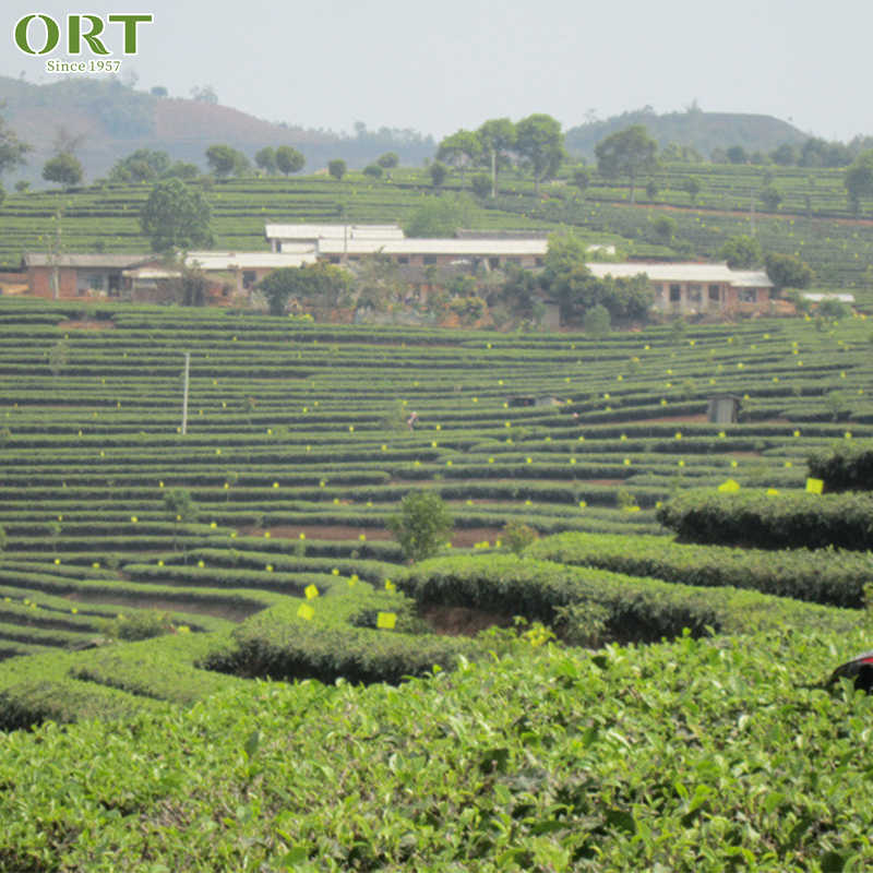Organic Fujian Mao Feng Criss Cross Green Tea