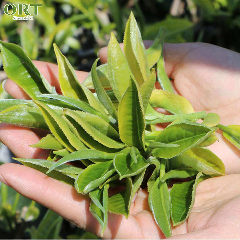 Organic Fujian Mao Feng Criss Cross Green Tea