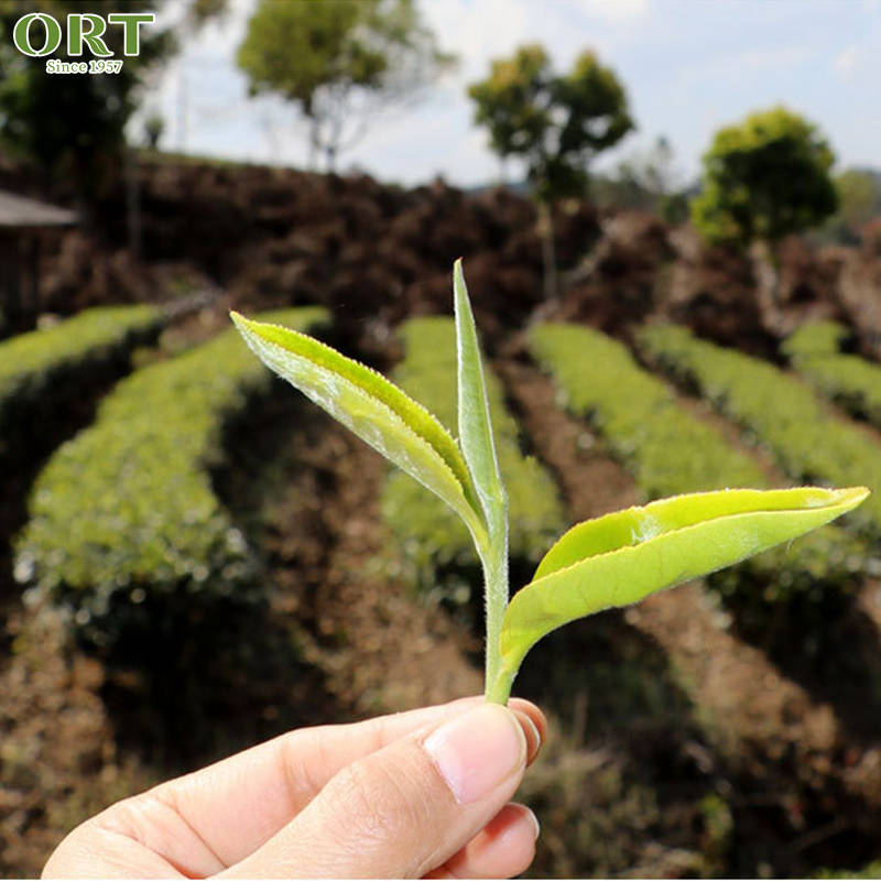Organic Fujian Mao Feng Criss Cross Green Tea